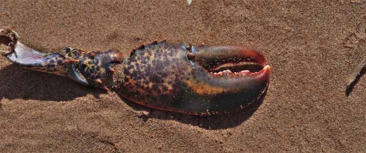 lobster claw